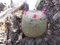 /album/fotogaleria/mammillaria-halbingeri-2-jpg/